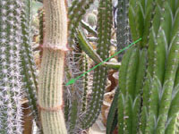 Micranthocereus violaciflorus