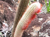 Micranthocereus violaciflorus