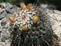 Mammillaria voburnensis