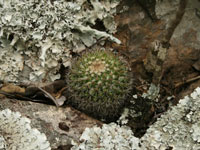 Mammillaria voburnensis