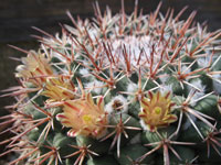 Mammillaria wagneriana