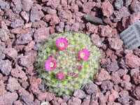 Mammillaria glochidiata