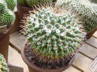 Mammillaria winterae