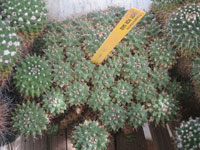 Mammillaria winterae