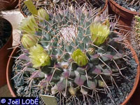 Mammillaria winterae