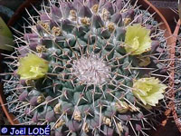 Mammillaria winterae