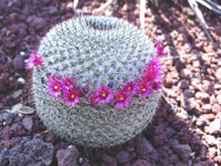 Mammillaria hahniana