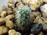 Mammillaria wrightii