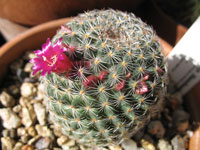 Mammillaria xaltianguensis