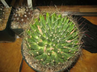 Mammillaria zephyranthoides