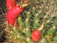 Mammillaria zephyranthoides