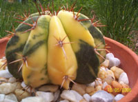 Melocactus curvispinus