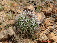 Melocactus curvispinus