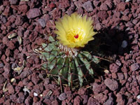 Parodia buiningii