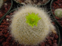 Parodia haselbergii