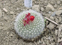 Parodia haselbergii