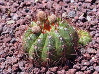 Parodia ottonis