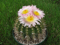 Parodia mammulosa