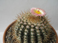 Parodia mammulosa