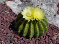 Parodia warasii