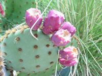 Opuntia aciculata