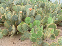 Opuntia aciculata