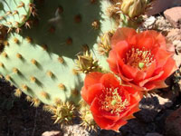 Opuntia aciculata