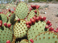 Opuntia aciculata