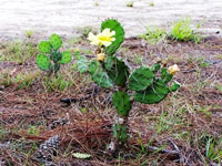 Opuntia ammophila