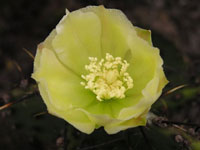 Opuntia atrispina