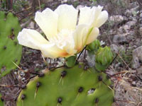 Opuntia atrispina