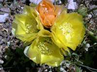 Opuntia atrispina