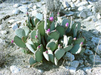 Opuntia basilaris