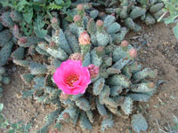 Opuntia basilaris