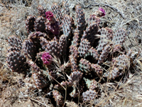 Opuntia basilaris