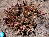 Opuntia basilaris