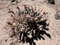 Opuntia basilaris