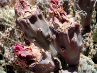 Opuntia basilaris