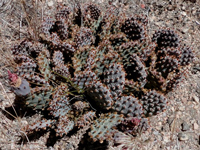 Opuntia basilaris