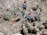 Opuntia basilaris