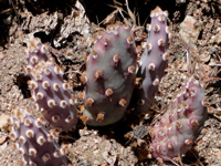 Opuntia basilaris