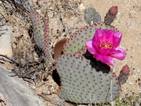 Opuntia basilaris