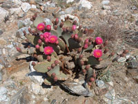 Opuntia basilaris