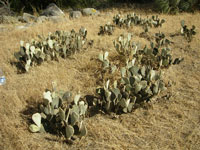 Opuntia basilaris