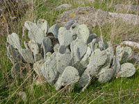 Opuntia basilaris