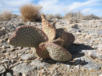 Opuntia basilaris