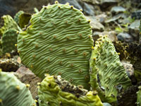 Opuntia basilaris