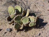 Opuntia basilaris