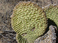 Opuntia basilaris