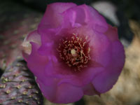 Opuntia basilaris